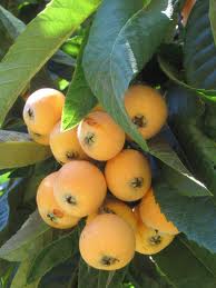 Loquats