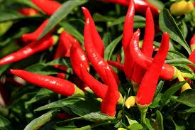 Cayenne Chili Pepper
