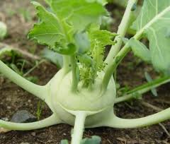 Kohlrabi